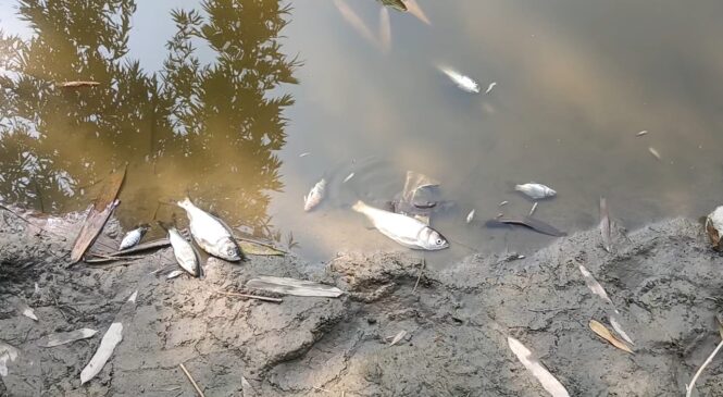 লালমনিরহাটে জমি বিরোধের জেরে পুকুরে বিষ প্রয়োগ ও ঘর ভাঙচুরের অভিযোগ